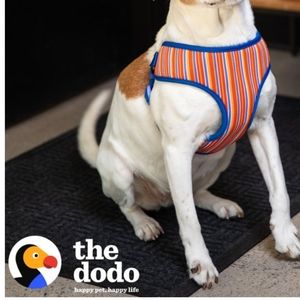 The Dodo Step-in Style Pet Harness in Blue Dodo Stripe Print Sz Large NWT